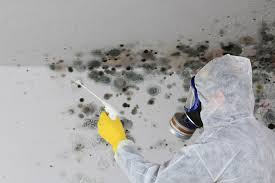 Best Mold Documentation for Insurance Claims in Hutchison, VA